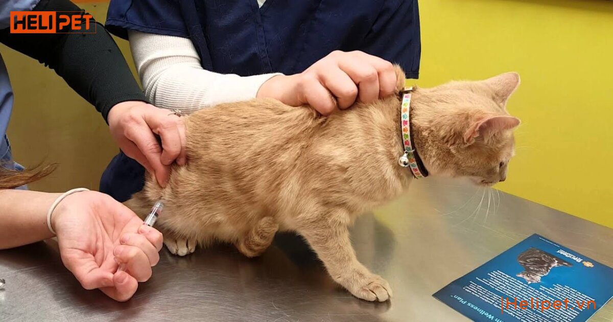 không tiêm phòng cho mèo có sao không