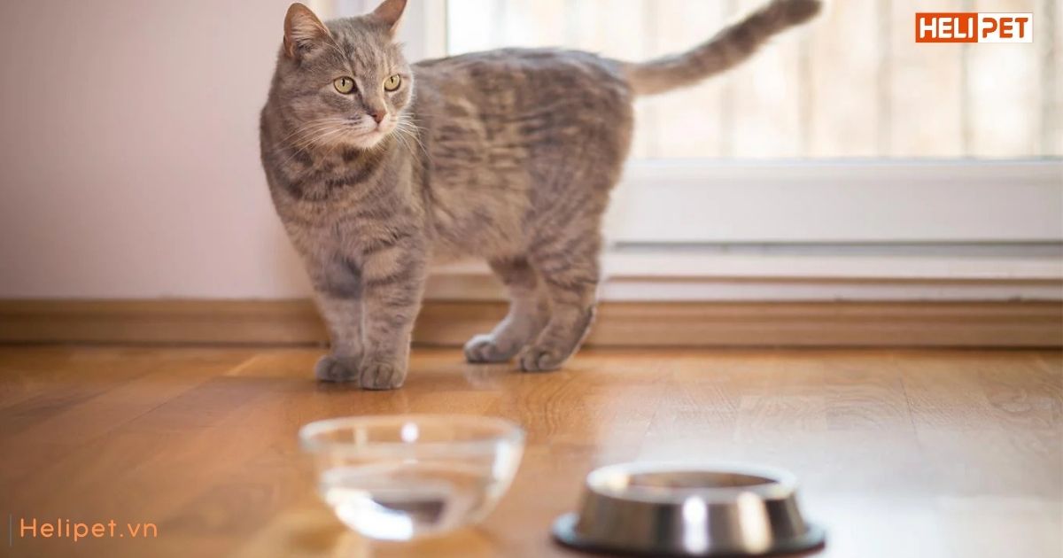 làm sao để mèo uống nhiều nước