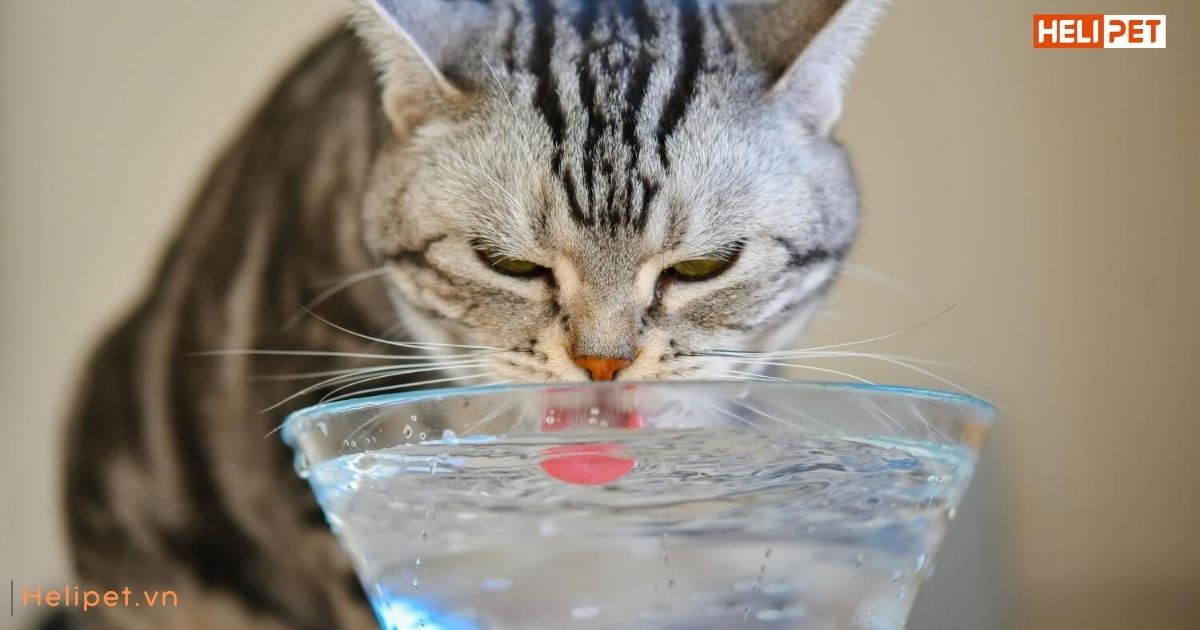 làm sao để mèo uống nhiều nước