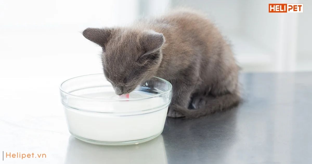 làm sao để mèo uống nhiều nước