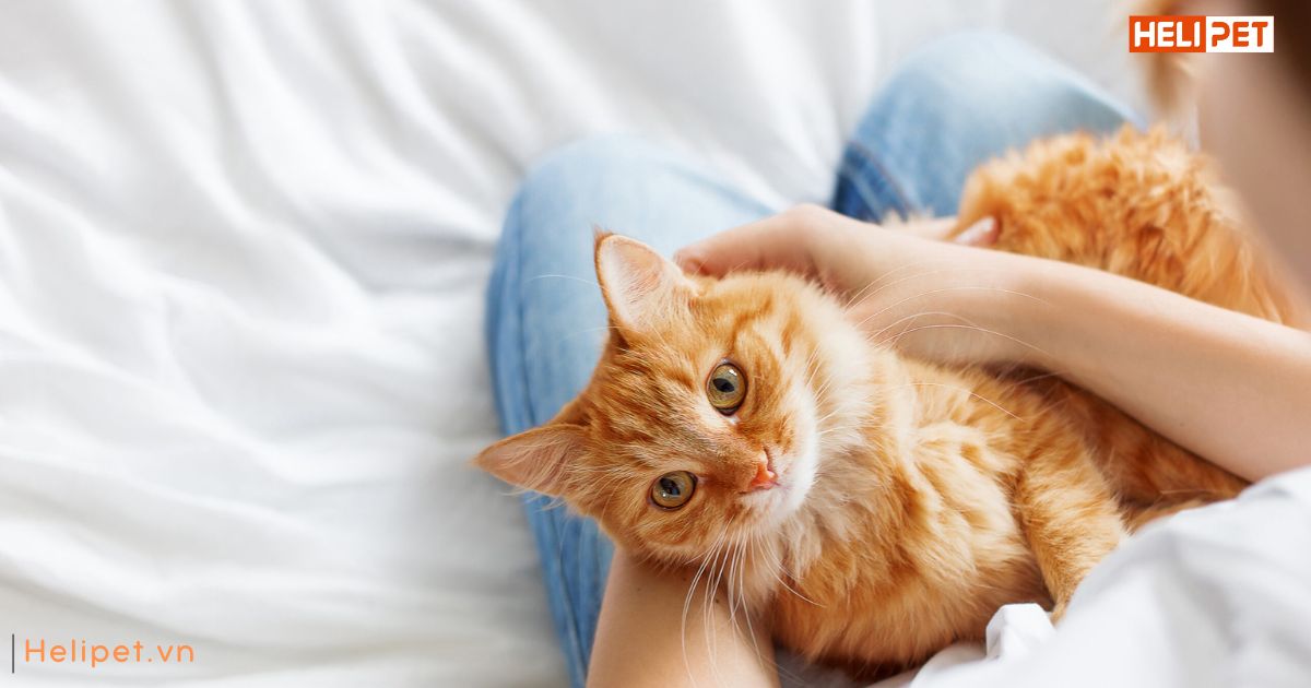 làm sao để mèo uống nhiều nước