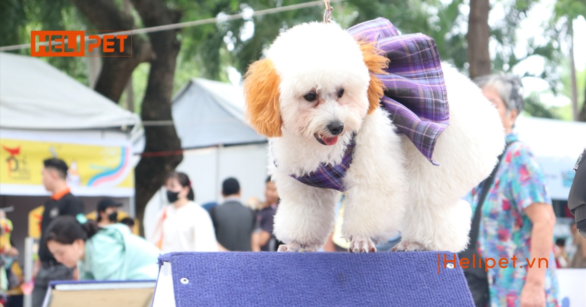 Ngày hội thú cưng
