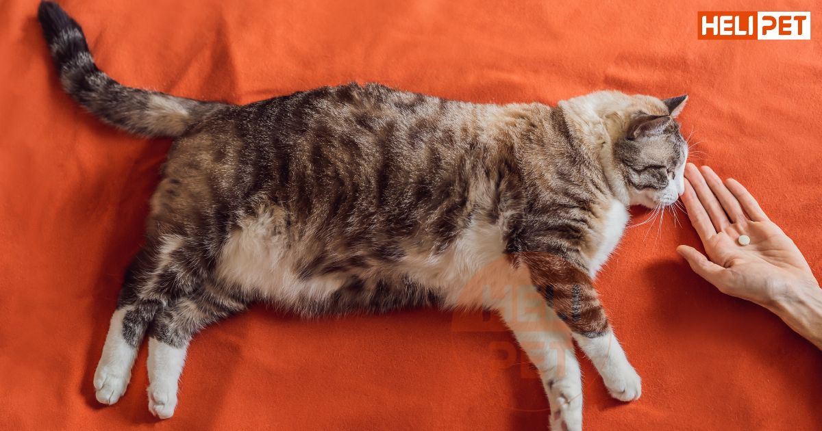 lịch tẩy giun cho mèo