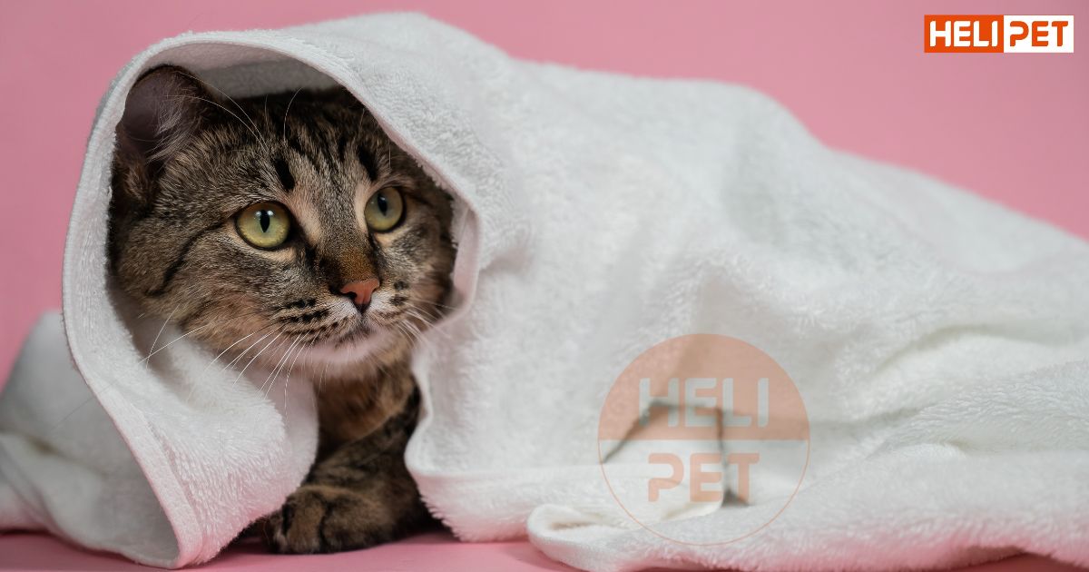 lịch tẩy giun cho mèo