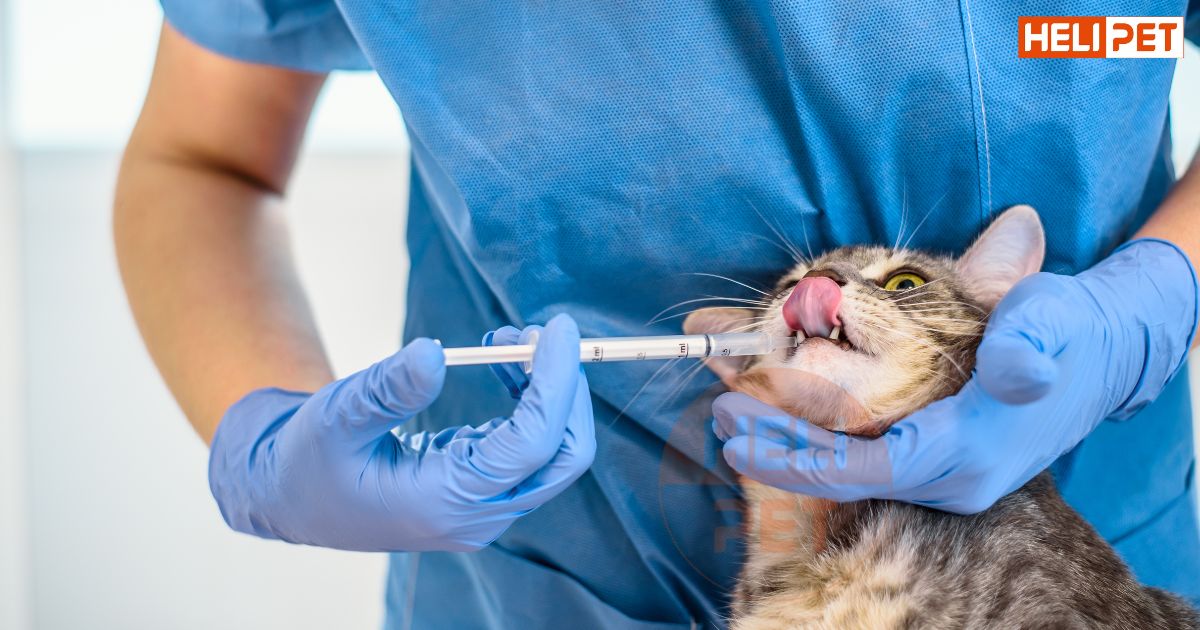 lịch tẩy giun cho mèo