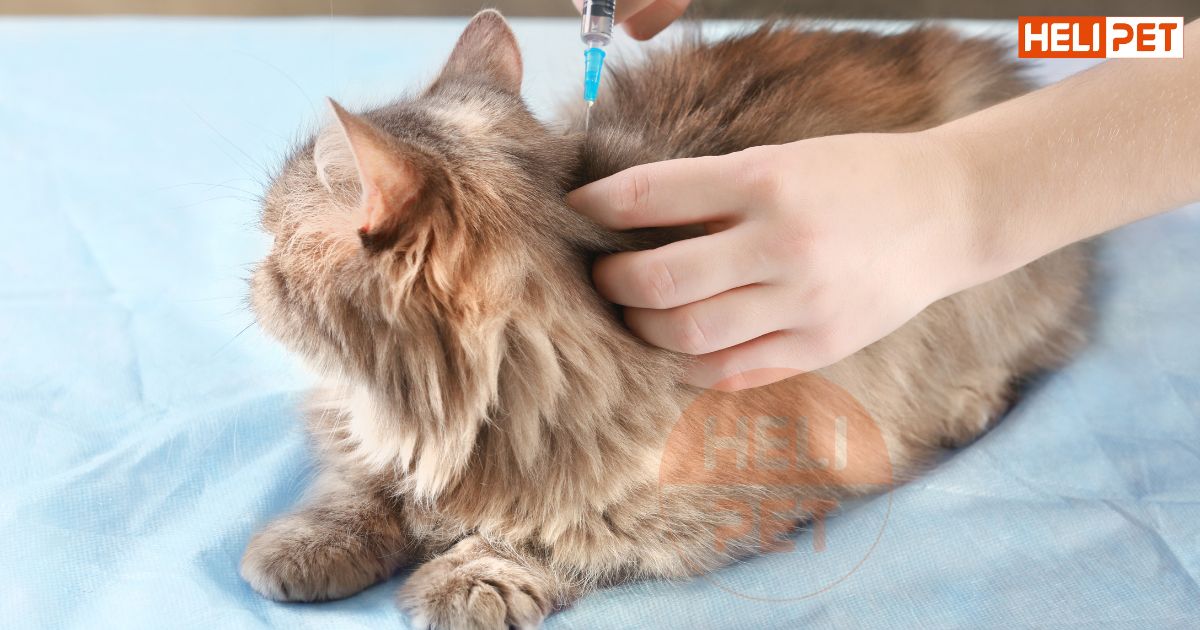 Chi tiết lịch tiêm phòng cho mèo mà Sen cần lưu ý