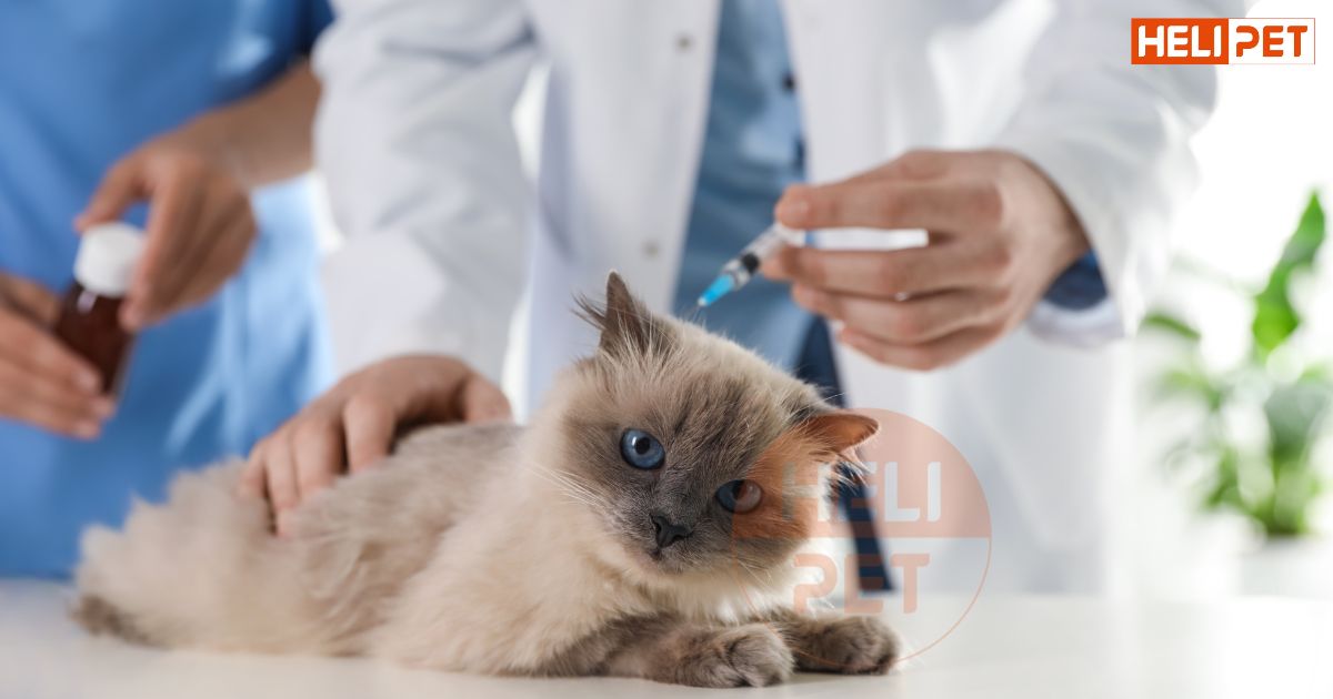 Chi tiết lịch tiêm phòng cho mèo mà Sen cần lưu ý