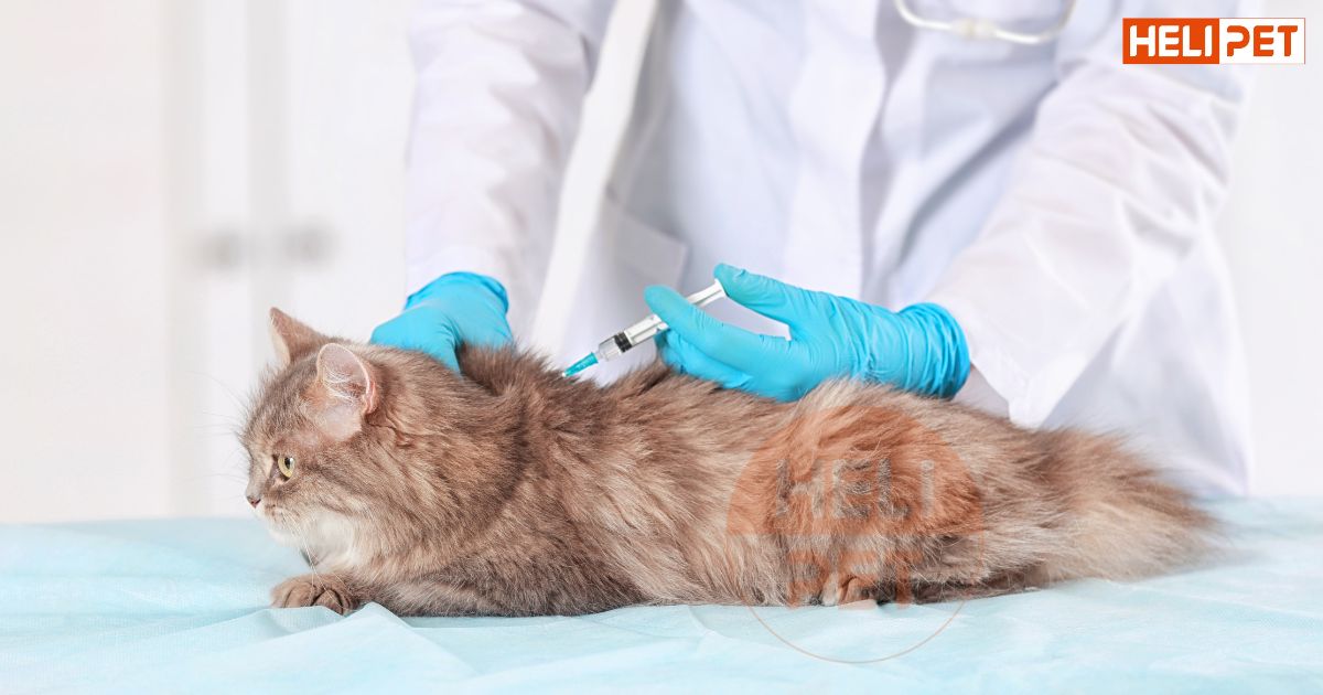 Chi tiết lịch tiêm phòng cho mèo mà Sen cần lưu ý