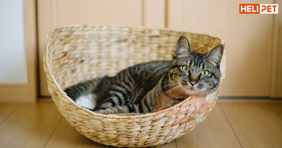 Chi tiết lịch tiêm phòng cho mèo mà Sen cần lưu ý