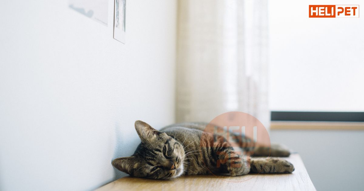 Chi tiết lịch tiêm phòng cho mèo mà Sen cần lưu ý