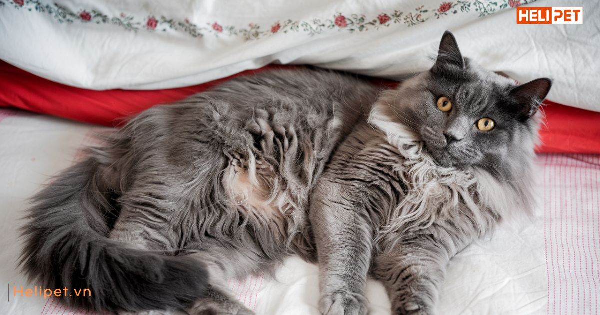 Lông mèo bị vón cục