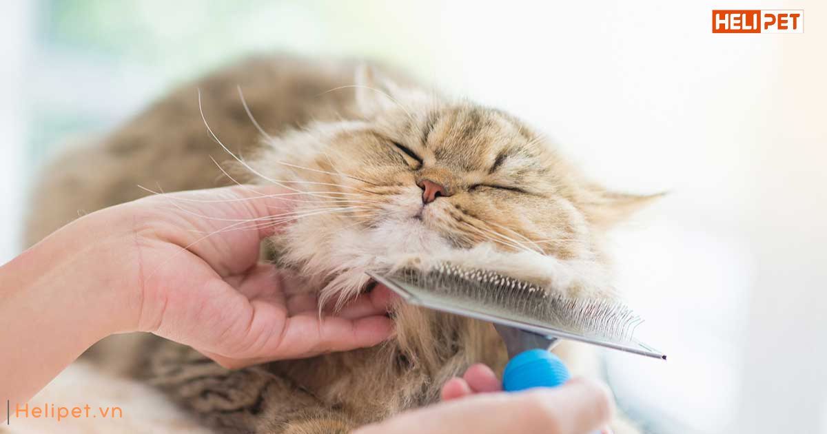 Lông mèo bị vón cục