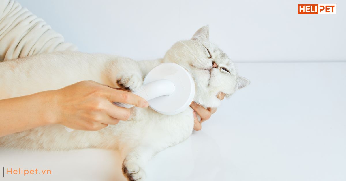 Lông mèo bị vón cục