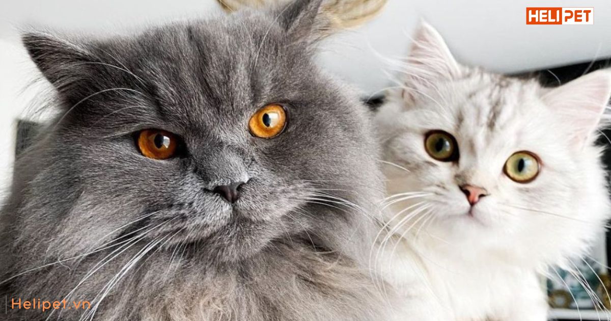 Lông mèo bị vón cục