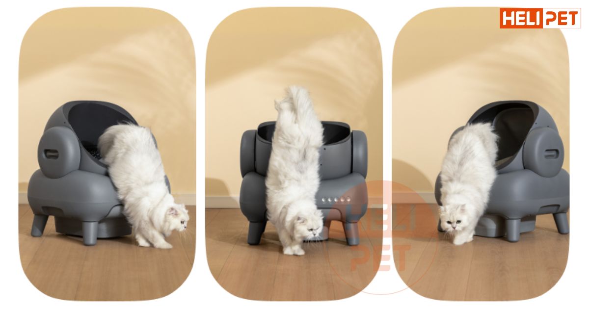 nhà vệ sinh cho mèo size lớn