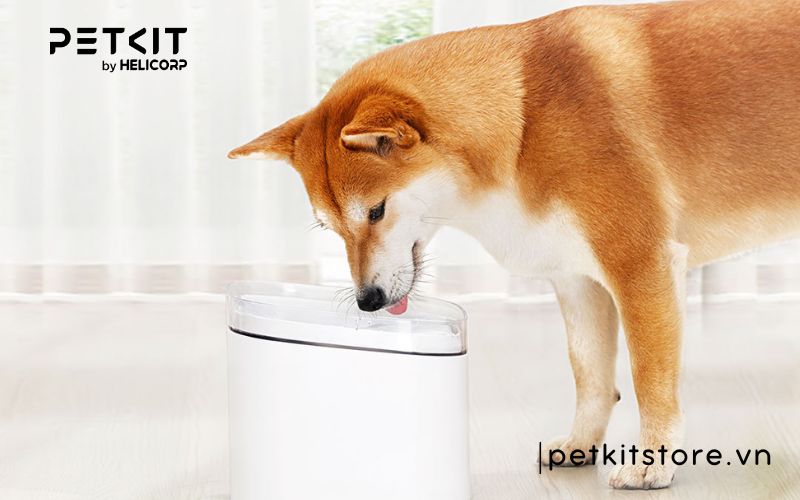 máy lọc nước cho chó mèo