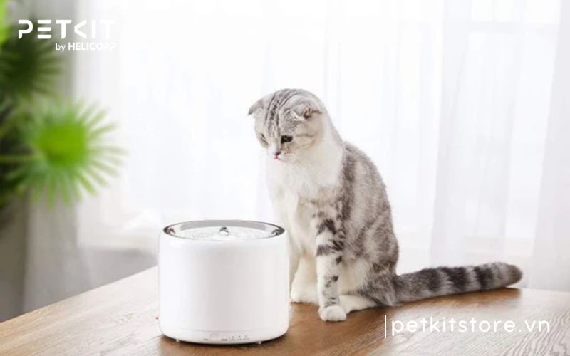 máy lọc nước cho chó mèo