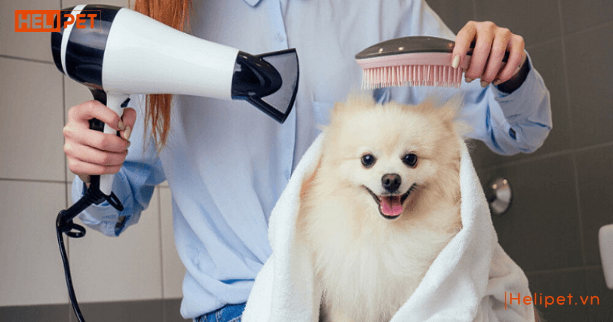 Máy sấy lông chó mèo