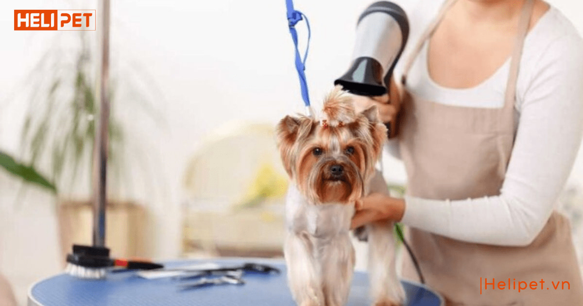 Máy sấy lông chó mèo