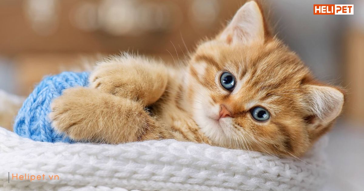 Mèo 6 tháng bao nhiêu kg