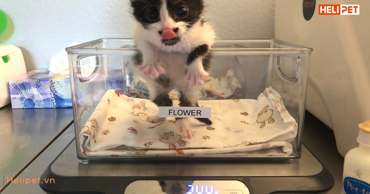 Mèo 6 tháng bao nhiêu kg