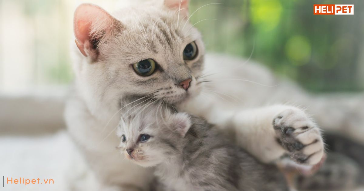 Mèo 6 tháng bao nhiêu kg