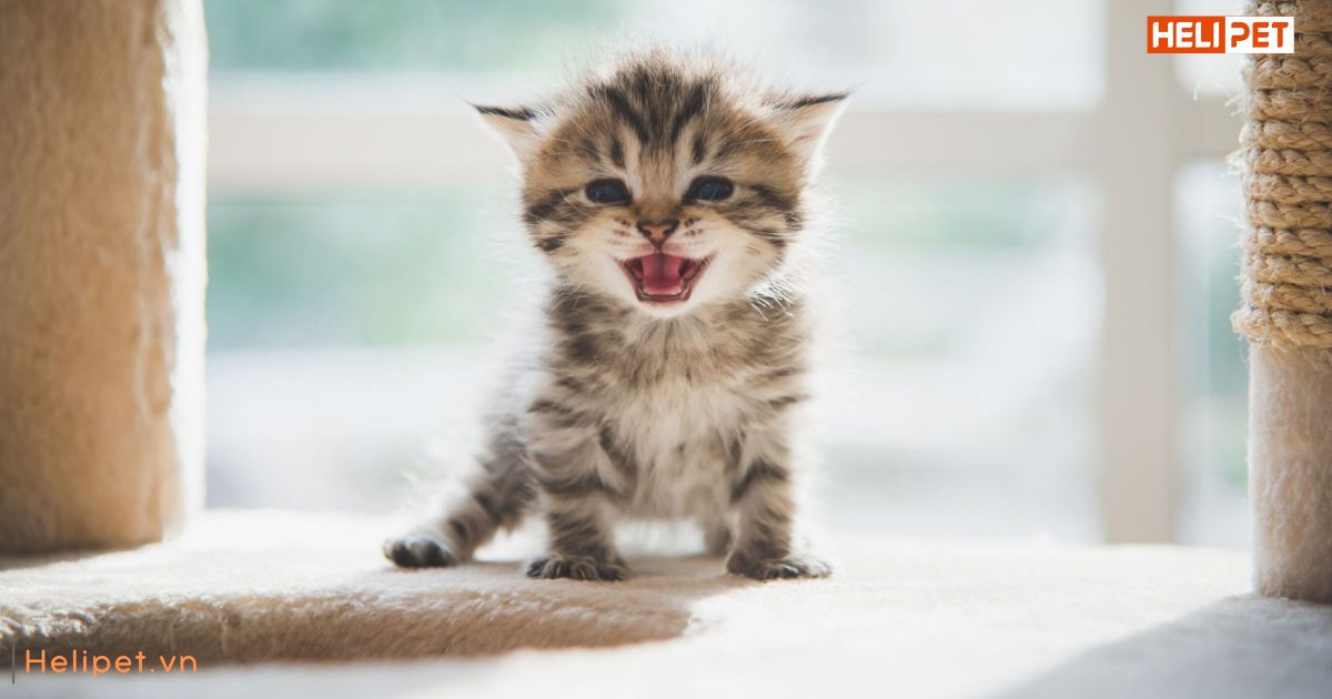 Mèo 6 tháng bao nhiêu kg