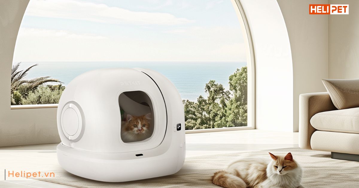 Mèo 6 tháng bao nhiêu kg