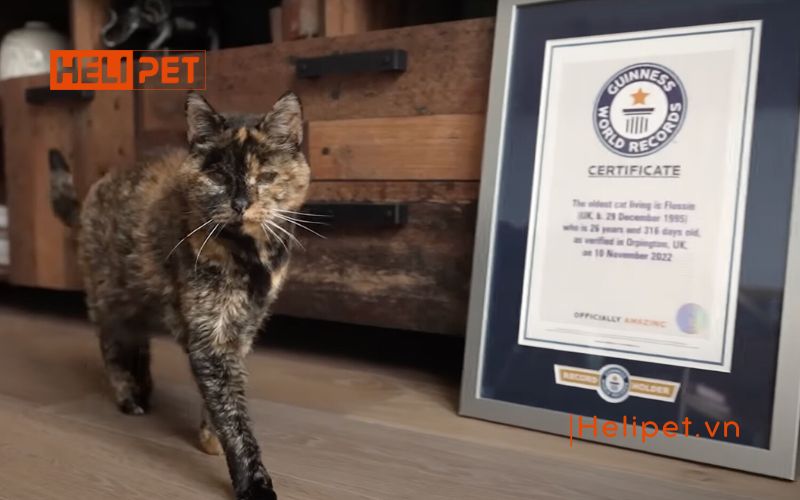 mèo 6 tháng là bao nhiêu tuổi