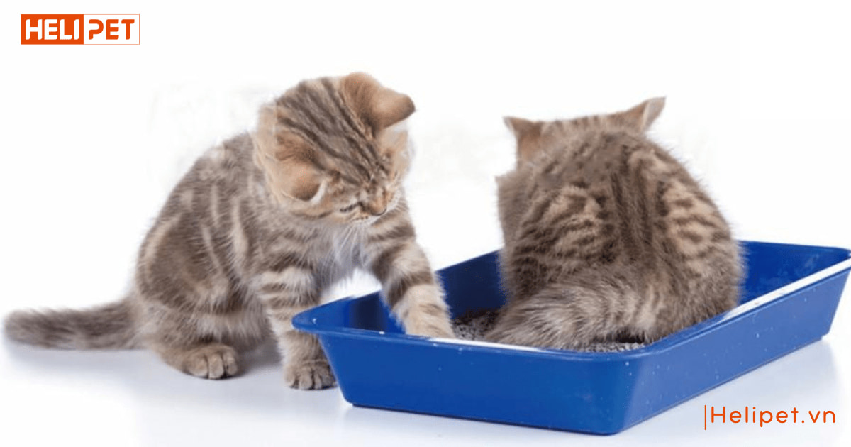 Mèo ăn cát vệ sinh có sao không