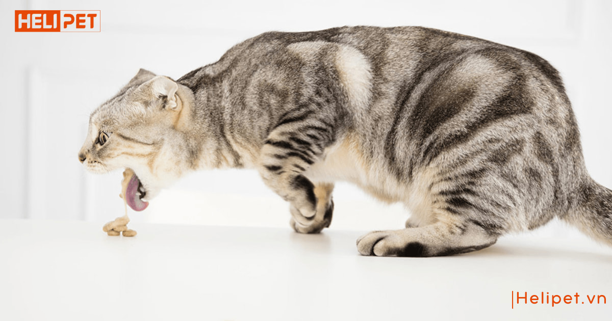 Mèo ăn cát vệ sinh có sao không
