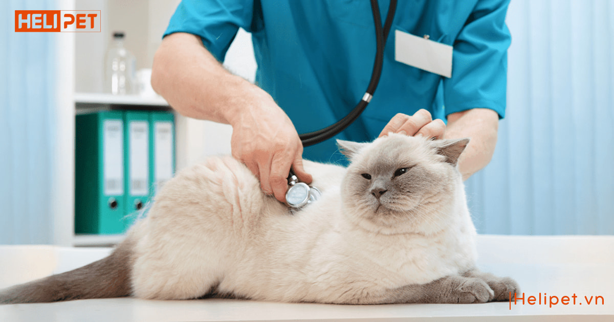 Mèo ăn cát vệ sinh có sao không