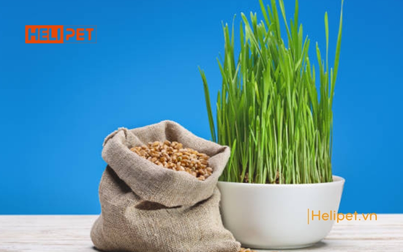 Mèo ăn cỏ mèo có sao không