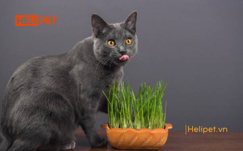 Mèo ăn cỏ mèo có sao không