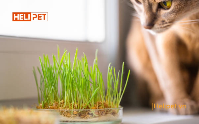 Mèo ăn cỏ mèo có sao không