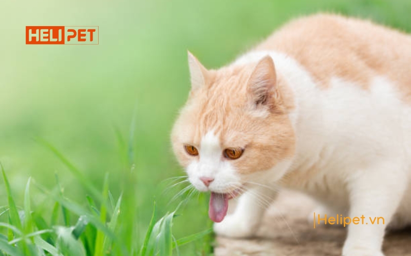 Mèo ăn cỏ mèo có sao không