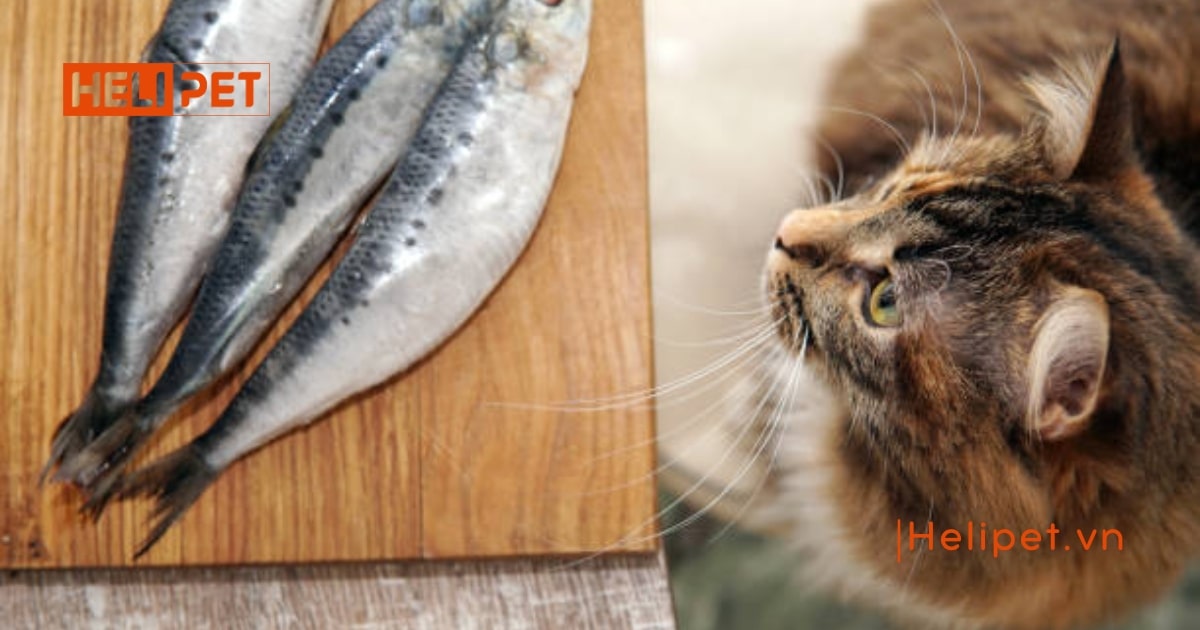 Mèo có ăn được dầu cá của người không