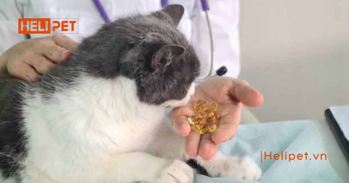 Mèo có ăn được dầu cá của người không