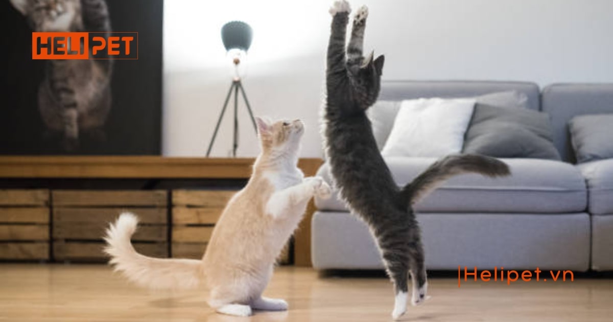 Mèo có ăn được dầu cá của người không