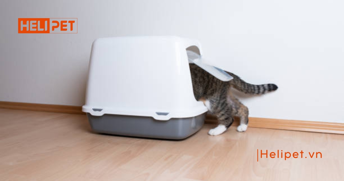 Mèo ăn hạt bị sỏi thận đúng không