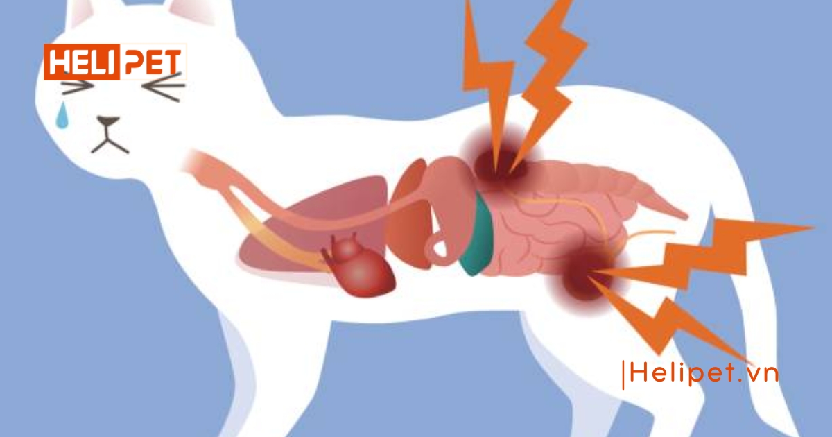 Mèo ăn hạt bị sỏi thận đúng không