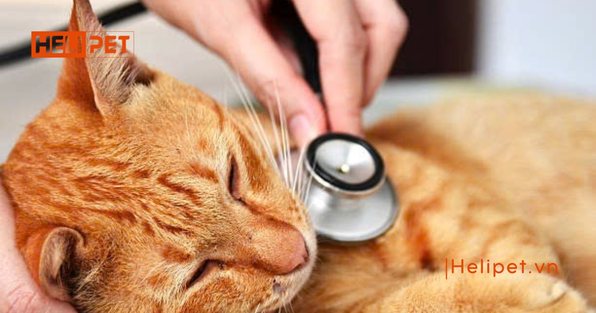 Mèo ăn hạt bị sỏi thận đúng không