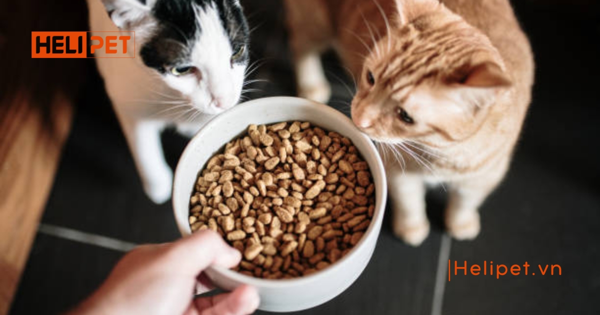 Mèo ăn hạt bị sỏi thận đúng không