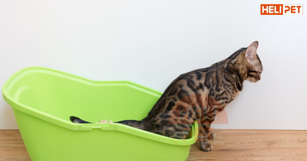 Mèo bị bí tiểu