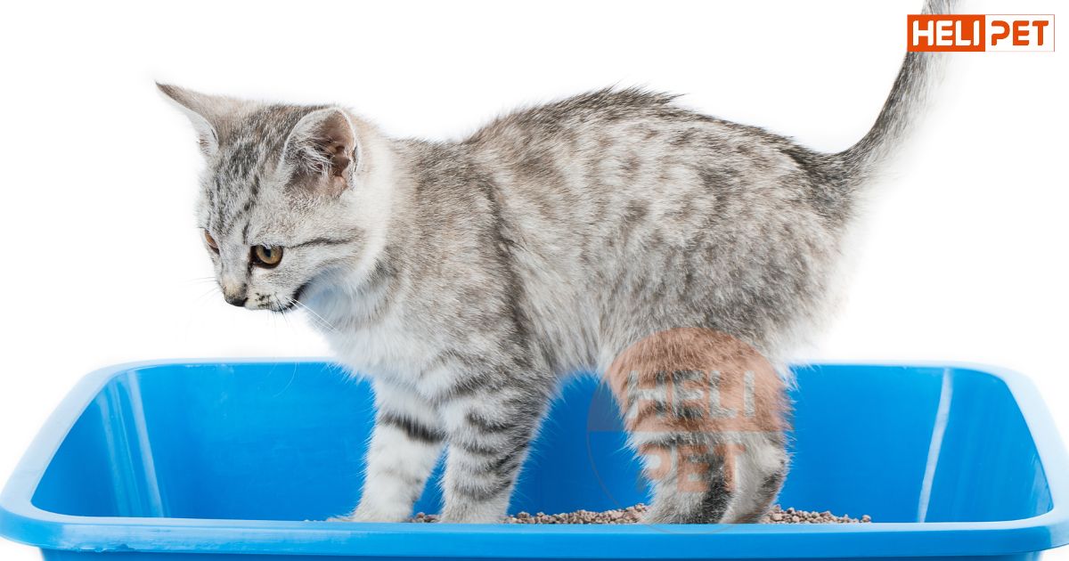 Mèo bị bí tiểu