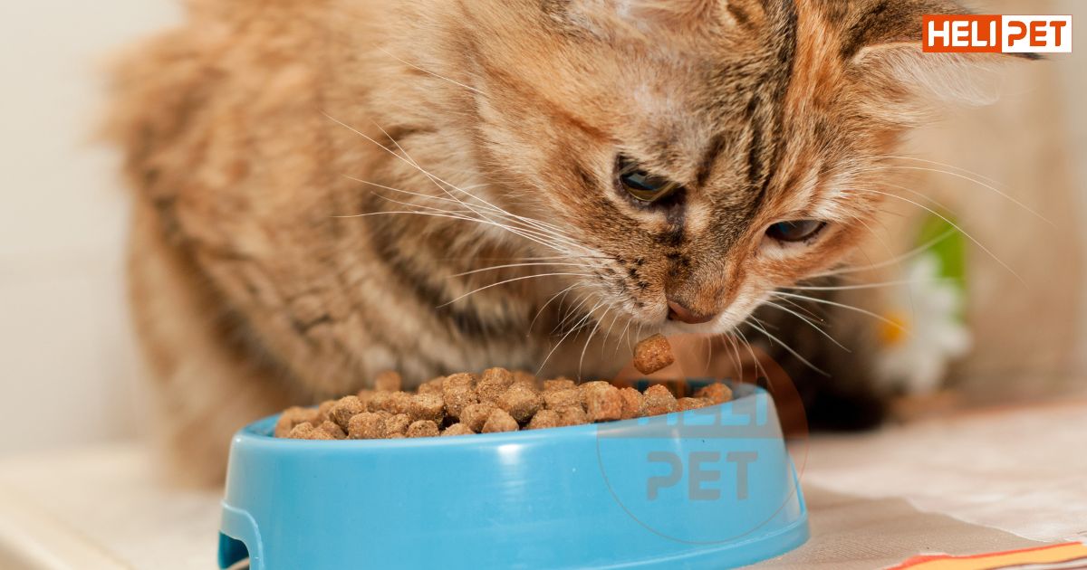 Mèo bị bí tiểu