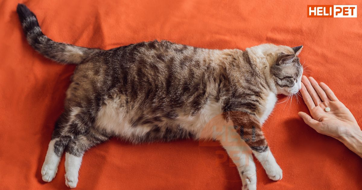 Mèo bị bí tiểu