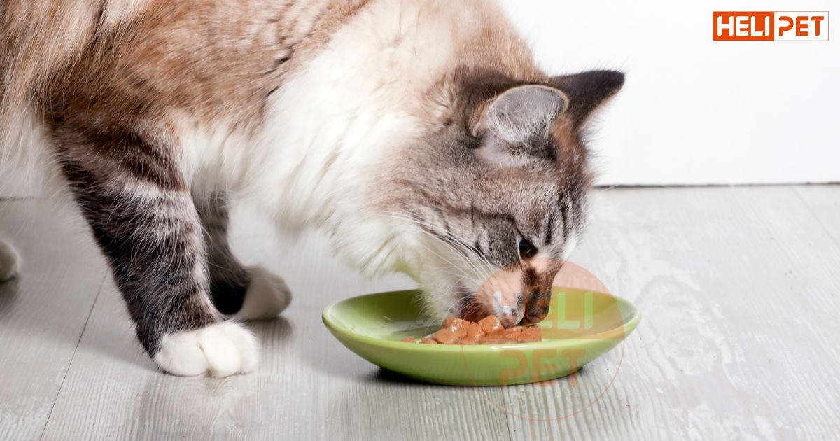 Mèo bị bí tiểu