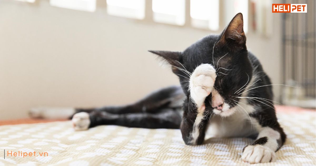 Mèo bị cảm lạnh