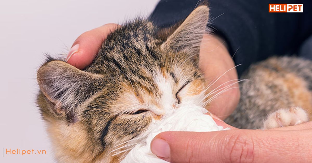 Mèo bị cảm lạnh